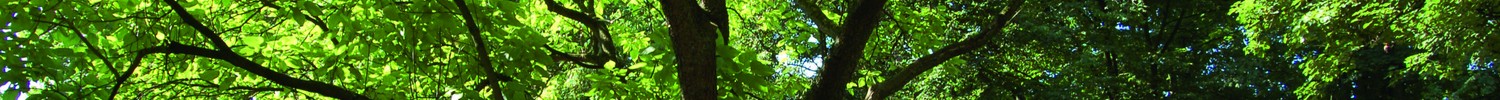 Ein Baum mit vollem grünen Blattkleid im Sommer