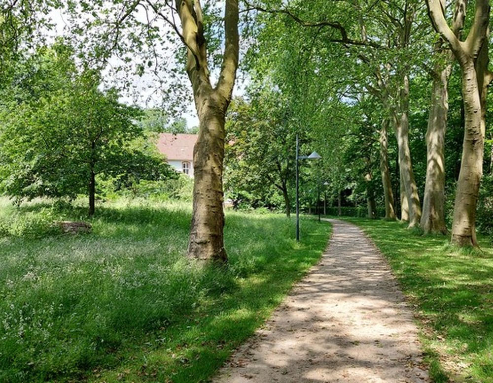 Eine Weg führt zwischen einer Baumallee vorbei.