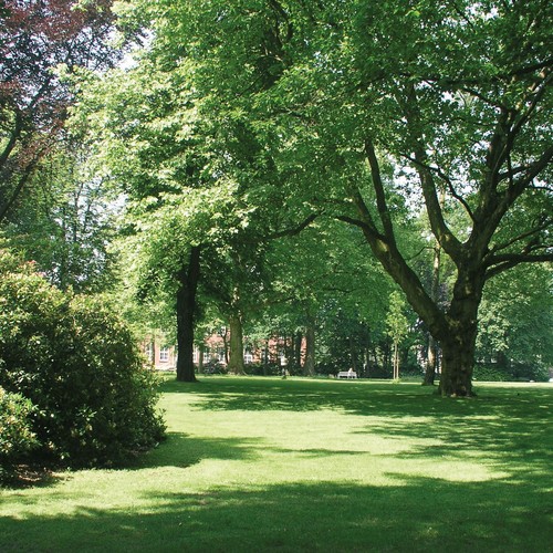 Parklandschaft im Sommer mit hohen Bäumen und grünem Rasen