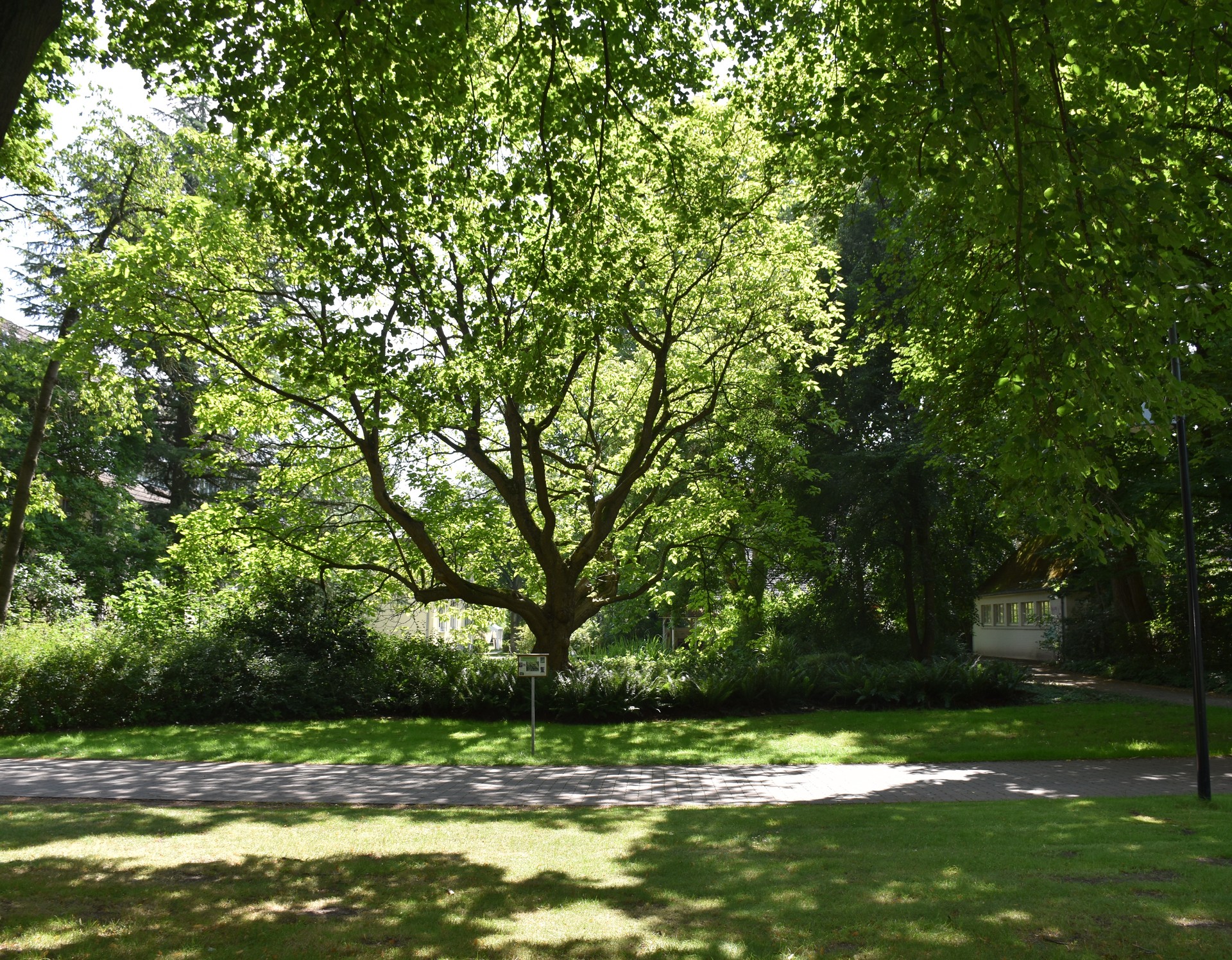 Blick in das grüne Blätterdach eines alten Baumes inmitten von sommerlicher Parklandschaft