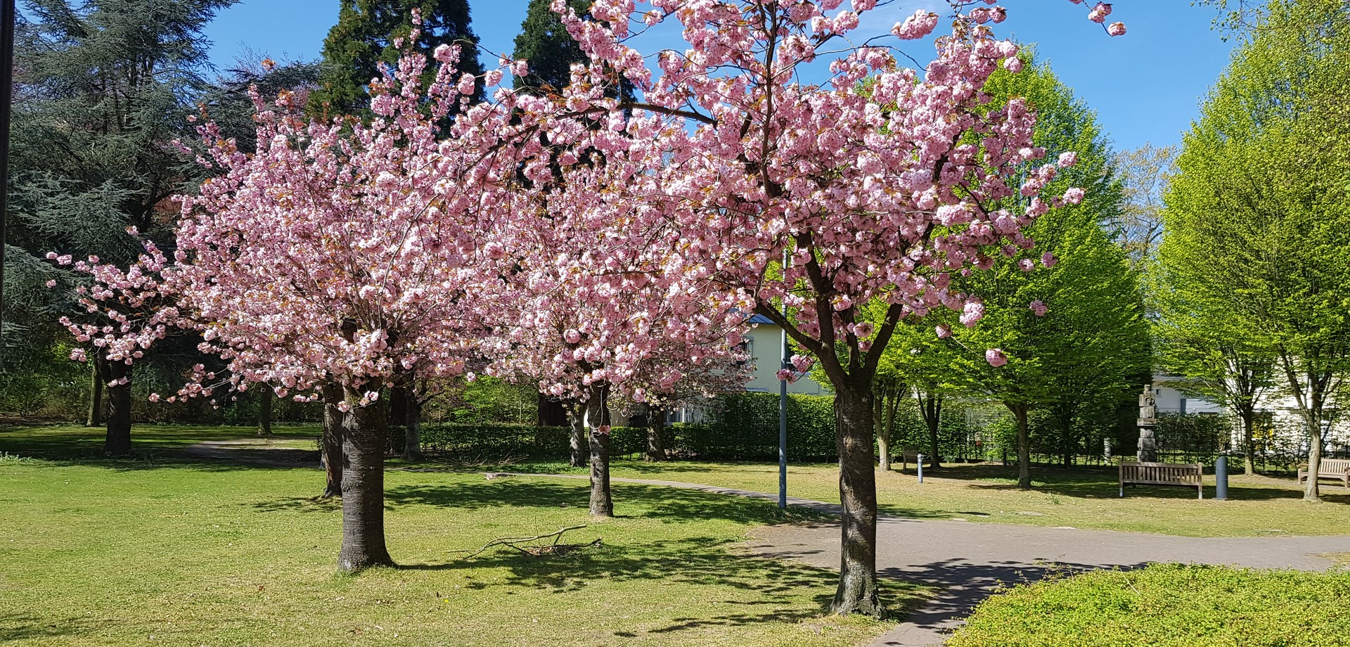 Drei Kirschbäume mit rosafarbener Kirschblüte im grünen Klinikpark